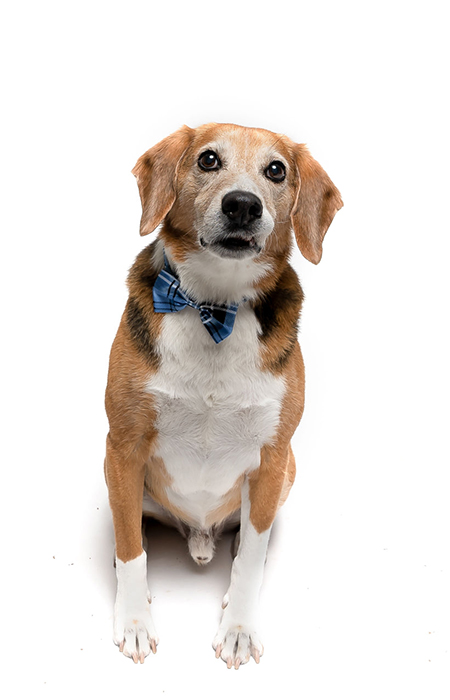Dog wearing a blue bow tie.
